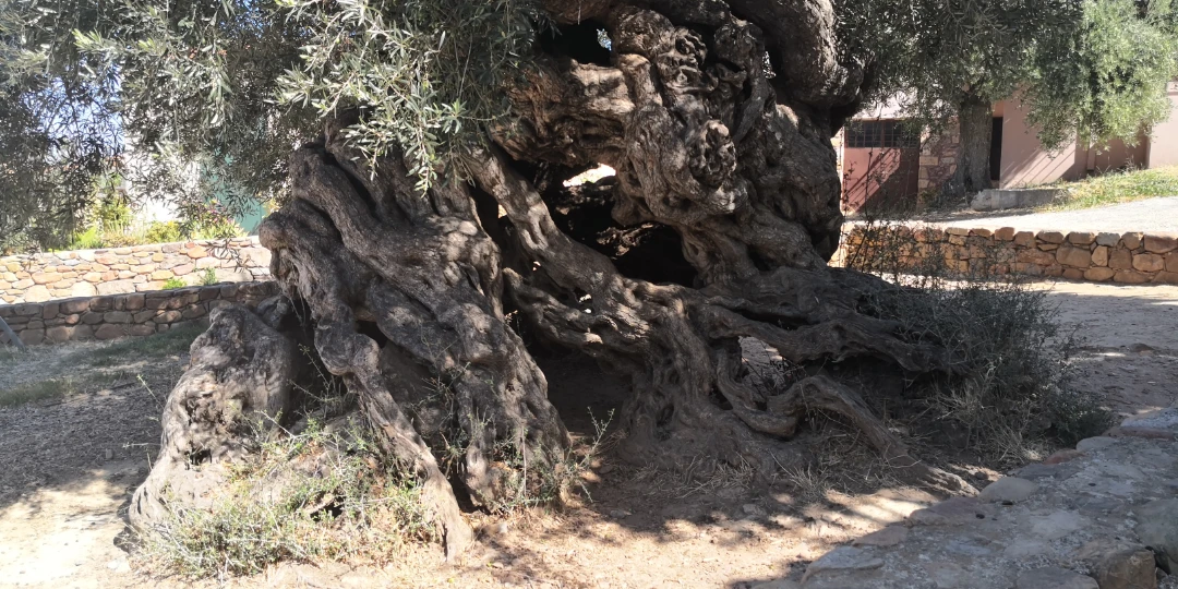 El olivo de Vouves: El astrónomo de Creta